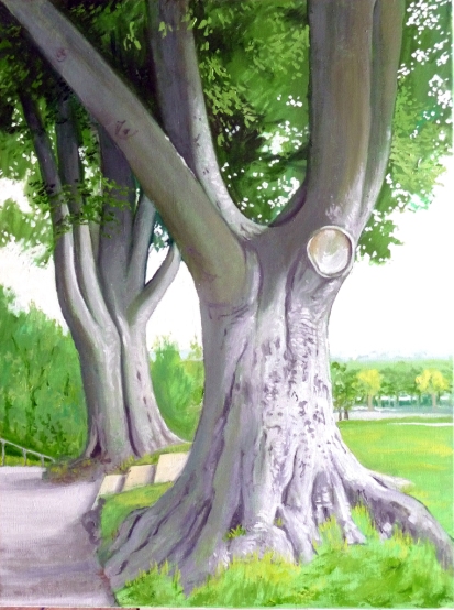 SP two beech trees 2 (778x1024)